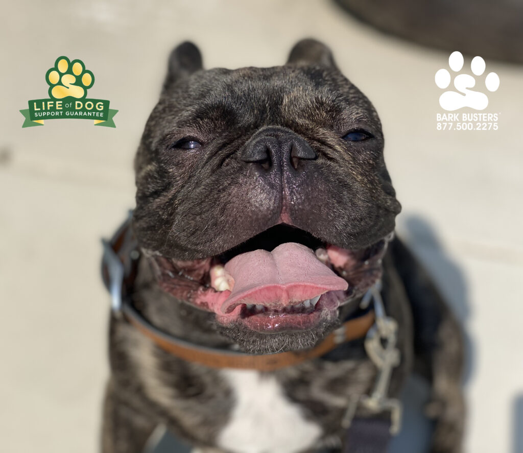 Buster after a year of pretending to be a hurricane, settled down in cooler waters and chilled out today. #speakdogchangeyourlife #liveahappierlifetogetherwithyourdog #frenchbulldog #frenchie #fortmyersk9 fortmyersk9.com