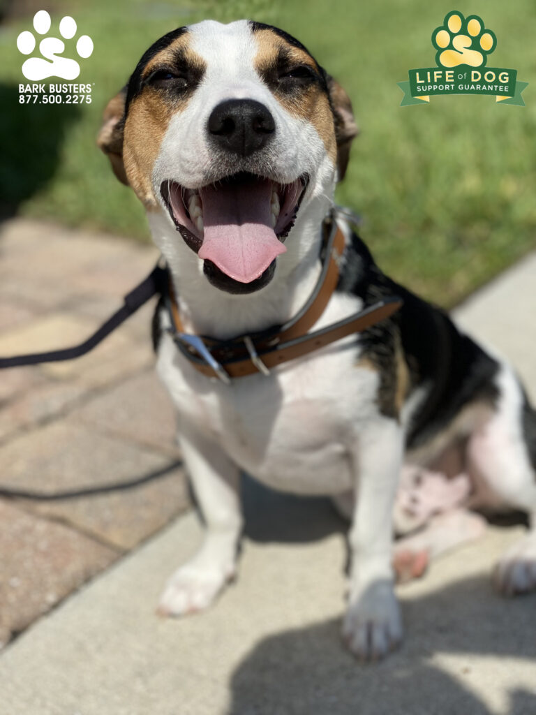 Rocket is coming in for a soft landing in his new home! No more charging the front door or pulling on the leash. #liveahappierlifetogetherwithyourdog #speakdogchangeyourlife #fortmyersk9 fortmyersk9.com