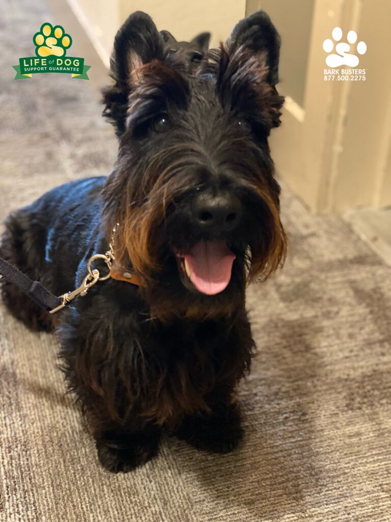 Oliver had a great lesson learning to be more calm inside him new condo. #scottishterrier #speakdogchangeyourlife #liveahappierlifetogetherwithyourdog #fortmyersk9 #swflk9 swflk9.com