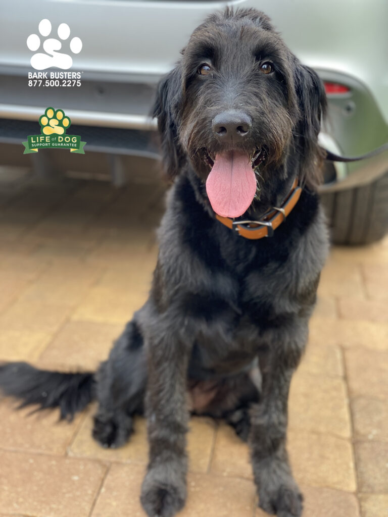 Stella the #groodle had a great lesson learning to be more calm inside the home and outside on the leash. #speakdogchangeyourlife #liveahappierlifetogetherwithyourdog #swflak9 #swflk9 swflk9.com