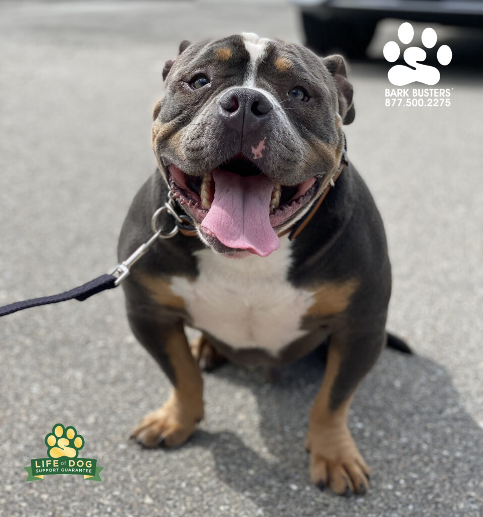 #americanbulldog #dogtrainer #dogtraining #pitbull #speakdogchangeyourlife #liveahappierlifetogetherwithyourdog