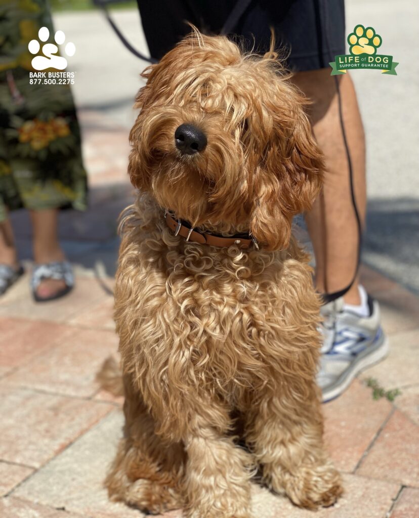 Jade is an 8-month-old #irishdoodle who had a great lesson today learning to be calm inside the home and outside on leash. NO PRONG COLLAR. NO SHOCK COLLAR. NO CHOKE COLLAR. #speakdogchangeyourlife #liveahappierlifewithyourdog #barkbusters #swflk9 #fortmyersk9 @fortmyersk9 swflk9.com