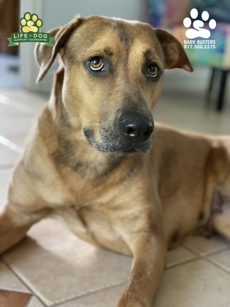 Calusa is a recently adopted #blackmouthcur mix and she is off to a great start in her loving new home. #dogtraining #dogtrainer #dogtrainfortmyers #dogtrainingfortmyers #fortmyers #fortmyersk9 #speakdogchangeyourlife #liveahappierlifetogetherwithyourdog swflk9.com