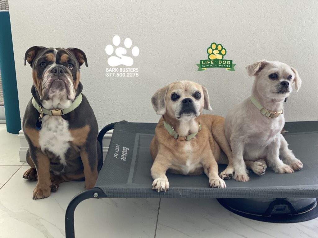 Goldberg, Sammy and Micro needed to learn to use their indoor voices when visitors came visiting. #dogtrainer #dogtraining #dogtrainerfortmyers #dogtrainingfortmyers #fortmyers #fortmyersk9 swflk9.com
