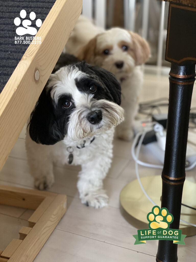Olive & Marshmallow are noew retaired from guard duty and protecting their mom from Amazon deliveries and friends. #dogtrainer #dogtraining #havanese #dogtrainerfortmyers #dogtrainingfortmyers #capecoral #speakdogchangeyourlife #liveahappierlifetogetherwithyourdog #fortmyersk9 swflk9.com