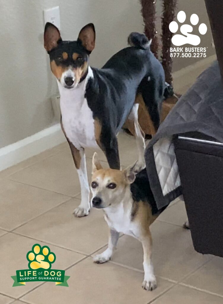 Sadie & Siggy are from Chicago and they needed some help adjusting to how things roll in FL. No need to bark at the pool or lawn people. Just chill and relax. #dogtrainer #dogtraining #dogtrainingfortmyers #dogtrainerfortmyers #dogtrainerpuntagorda #dogtrainingpuntagorda #shibainu #speakdogchangeyourlife #liveahappierlifetogetherwithyourdog #fortmyersk9 swflk9.com