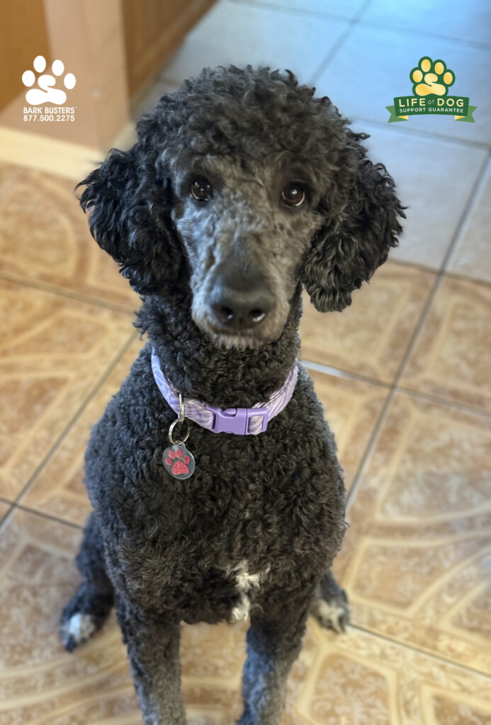 Bella, a 2-year-old #standardpoodle had an amazing lesson today learning to be calm when people arrived at the front door and to not jump up when guests arrived. Stay tuned for some GREAT video of our lesson! #dogtrainer #dogtraining #fortmyers #capecoral #liveahappierlifetogetherwithyourdog #speakdogchangeyourlife #fortmyersk9 #poodle swflk9.com