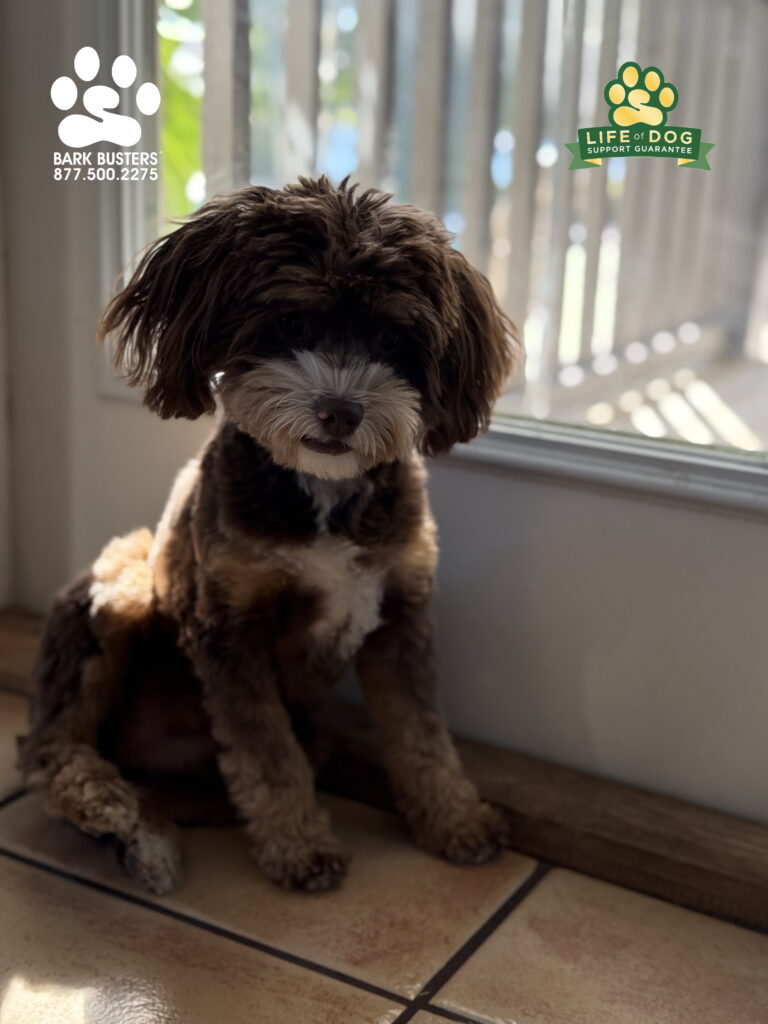 #miniaussiedoodle #miniatureaustraliandoodle #dogtrainer #dogtraining #fortmyers #capecoral #fortyersk9