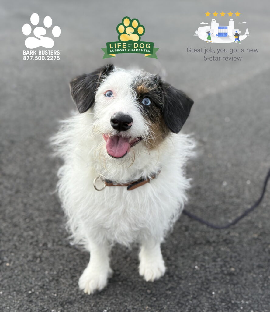 Blue is what you get when you cross a #poodle and a #corgi. Happy is what you get when you hire @fortmyersk9 #barkbustersusa. #dogtrainer #dogtraining #fortmyers #capecoral #fortmyersk9 #speakdogchangeyourlife #liveahappierlifetogetherwithyourdog swflk9.com