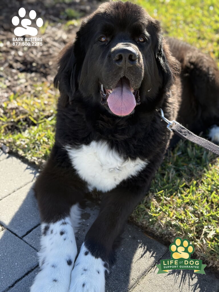 #newfoundland #dogtrainer #dogtraining #fortmyers #capecoral #fortyersk9