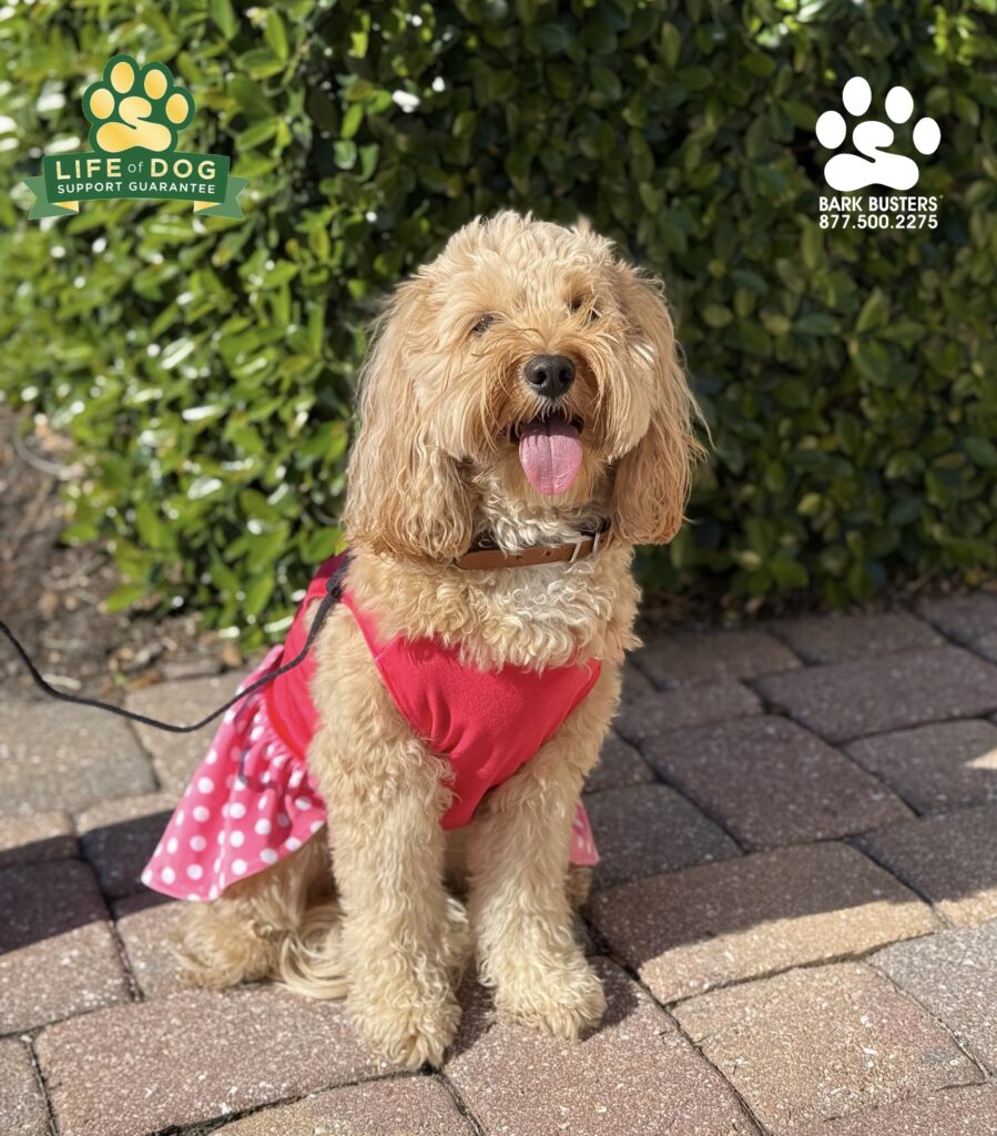 Lexi #cavapoo and her brother Oliver, not pictured, worked on not barking at all movement real and imaginary outside of their home. The lesson worked too, because “Thank you so much Patrick. I will leave the reviews in a bit. FYI Between the two electricians, pool company guy and two comcast workers all in my house today, I only had to use the BAH one time. The dogs stayed laying down and never barked at any of the workers. I can't wait to become a pro and have well behaved dogs. Gone will be the embarrassment and stress!!! THANK YOU AGAIN!” #dogtrainersnearme #dogtrainernearme #dogtrainer #dogtraining #fortmyers #capecoral #fortmyersk9 #speakdogchangeyourlife #liveahappierlifetogetherwithyourdog https://www.barkbusters.com/dog-training/fortmyers/