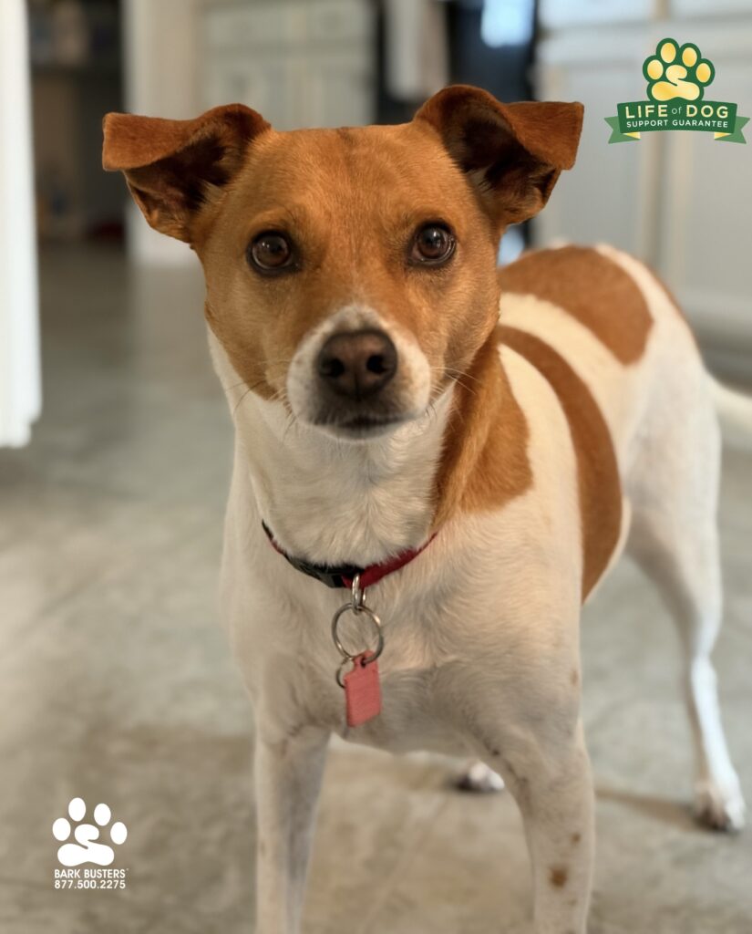 Belle a #jackrussell #italiangreyhound mix had a great lesson today and her mom loved it too! #dogtrainernearme #dogtrainer #dogtraining #fortmyers #capecoral #fortmyersk9 #speakdogchangeyourlife #liveahappierlifetogwtherwithyourdog swflk9.com