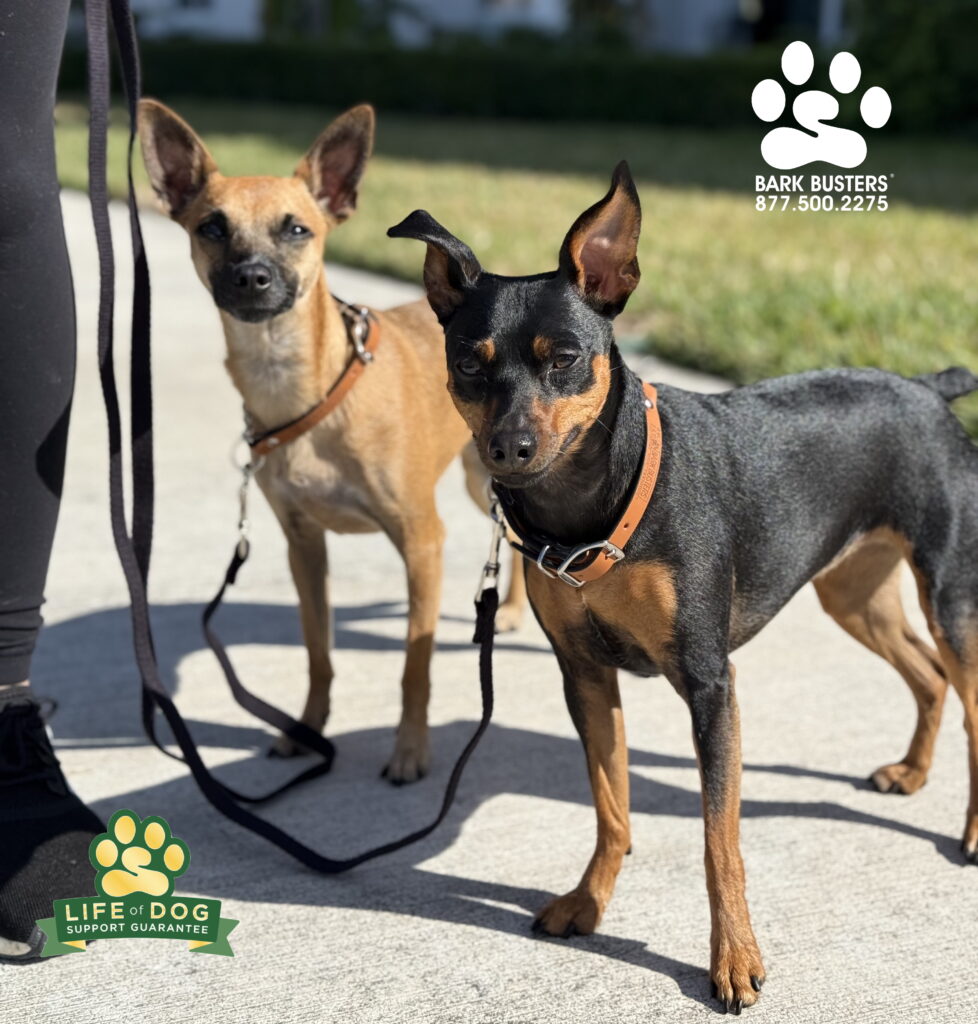 #dogtrainer #dogtraining #fortmyers #capecoral #fortmyersk9 #speakdogchangeyourelife #liveahappierlifetogetherwithyourdog swflk9.com barkbusters.com/dog-training/fortmyers/