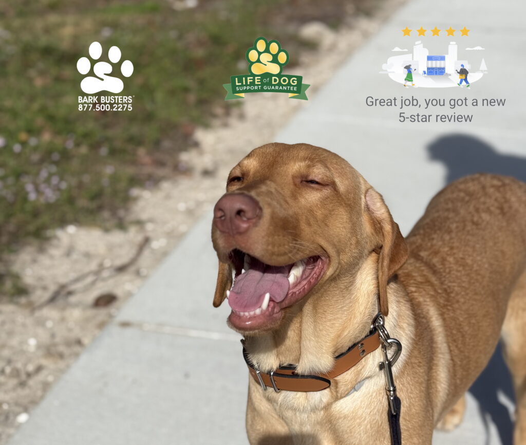 Maisy is the first dog trained in 2025! A very sweet, but energentic and exuberant #labradorretriever. But no more! She got her parents trained and now everyone is all SMILES! #dogtrainer #dogtraining #fortmyers #capecoral #fortmyersk9 #speakdogchangeyourlife #liveahappierlifetogetherwithyourdog swflk9.com