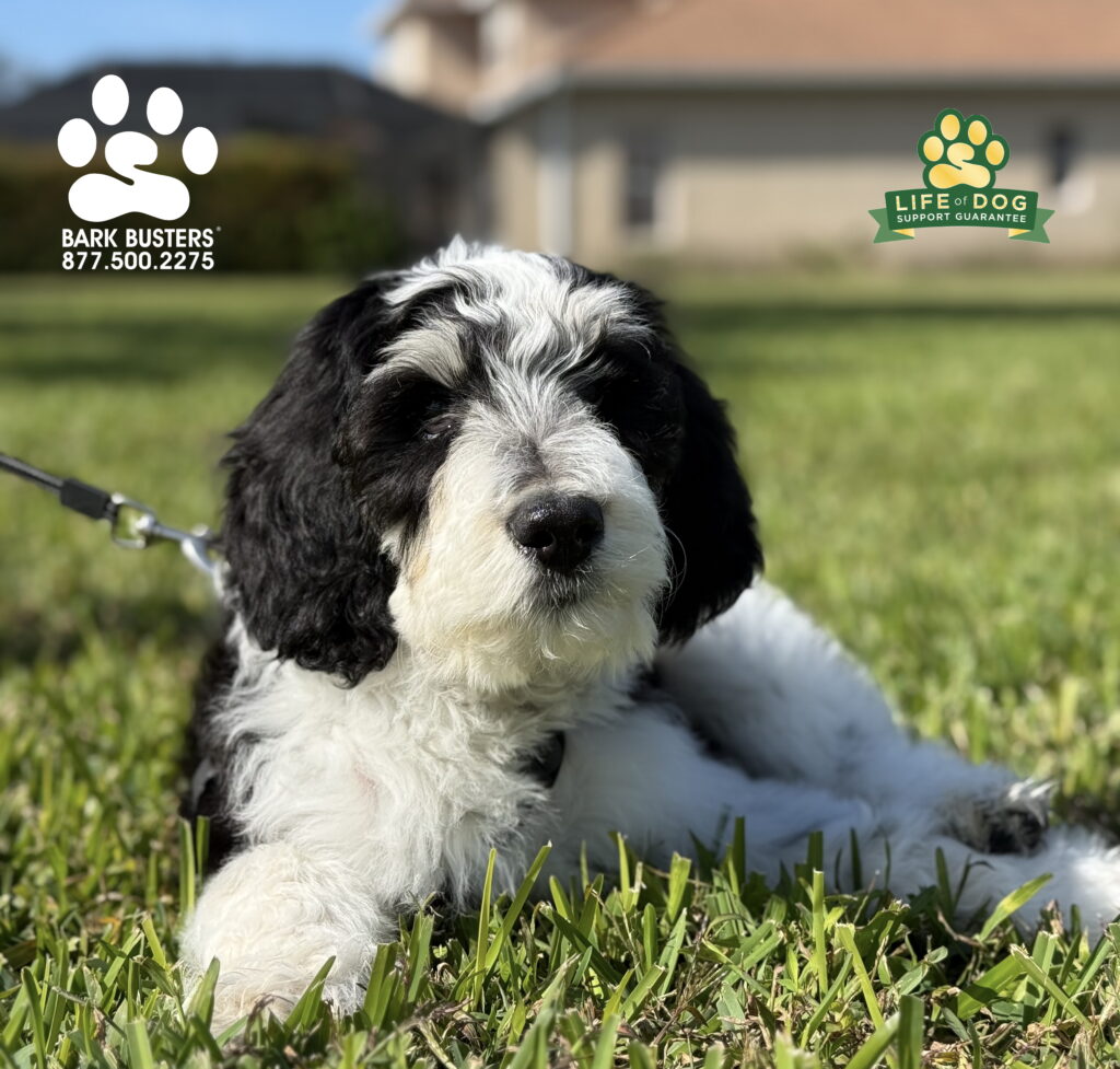 #dogtrainer #dogtraining #fortmyers #capecoral #fortmyersk9 #speakdogchangeyourelife #liveahappierlifetogetherwithyourdog swflk9.com barkbusters.com/dog-training/fortmyers/