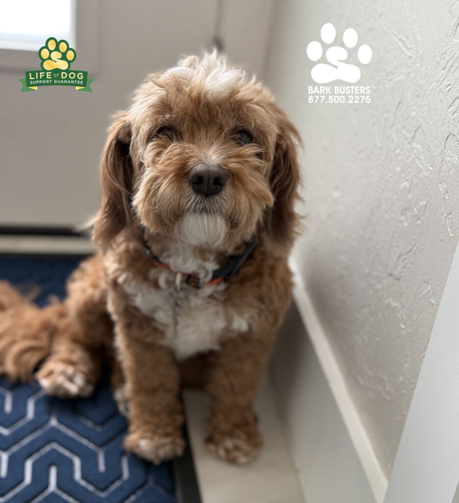 Mudge is an 8-year-old #cavapoo who needed a little help getting over her respurce guarding and separation anxiety. #dogtrainer #dogtraining #dogtrainernearme #fortmyers #capecoral #fortmyersk9 #speakdogchangeyourlife #liveahappierlifetogetherwithyourdog https://www.barkbusters.com/dog-training/fortmyers/