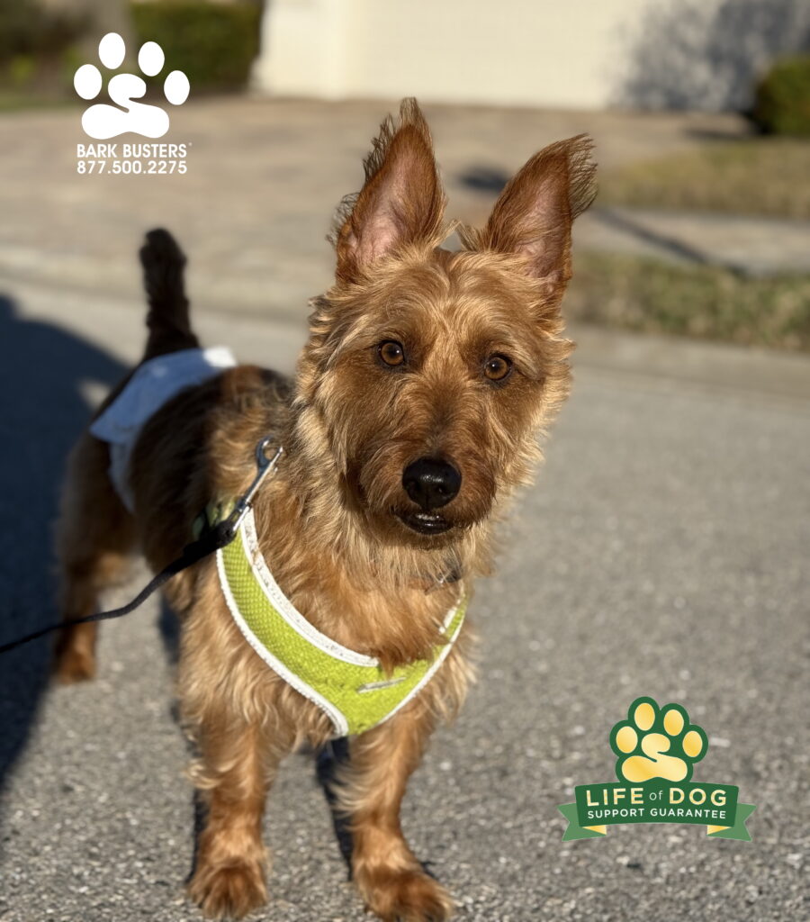 #australianterrier #dogtrainer #dogtraining #fortmyers #capecoral #fortyersk9