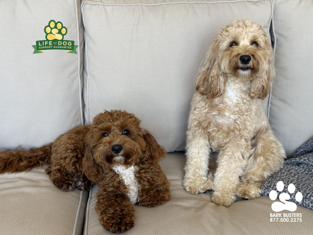 #cavachonoodle #cavapoo