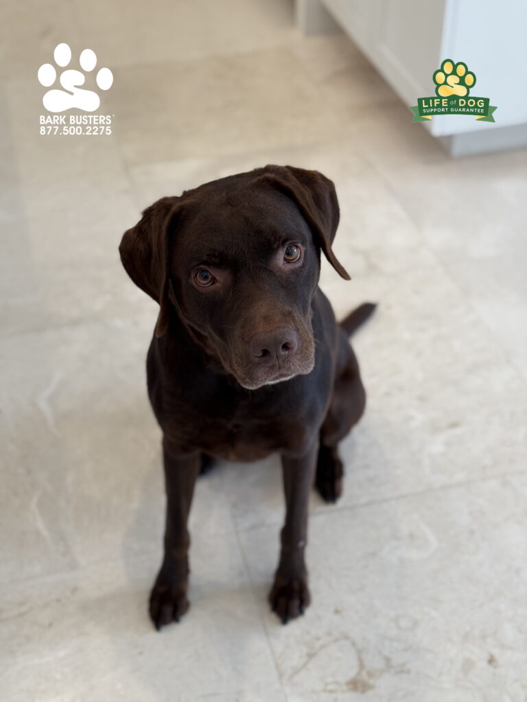 #labradormix #labmix #dogtrainer #dogtraining #fortmyers #capecoral #fortyersk9