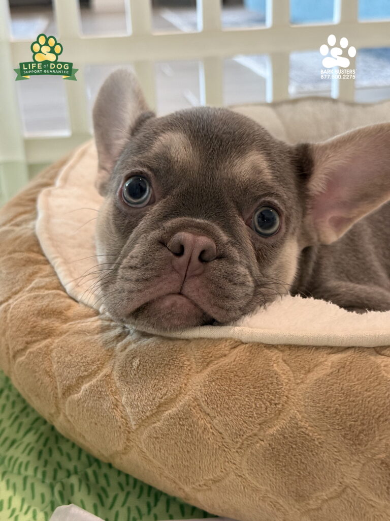 Piper is a 9-week-old #frenchbulldog who needed to learn her new mom's arms, hands and legs were not for shredding. #dogtrainer #dogtraining #dogtrainernearme #fortmyers #capecoral #fortmyersk9 #speakdogchangeyourlife #liveahappierlifetogetherwithyourdog https://www.barkbusters.com/dog-training/fortmyers/