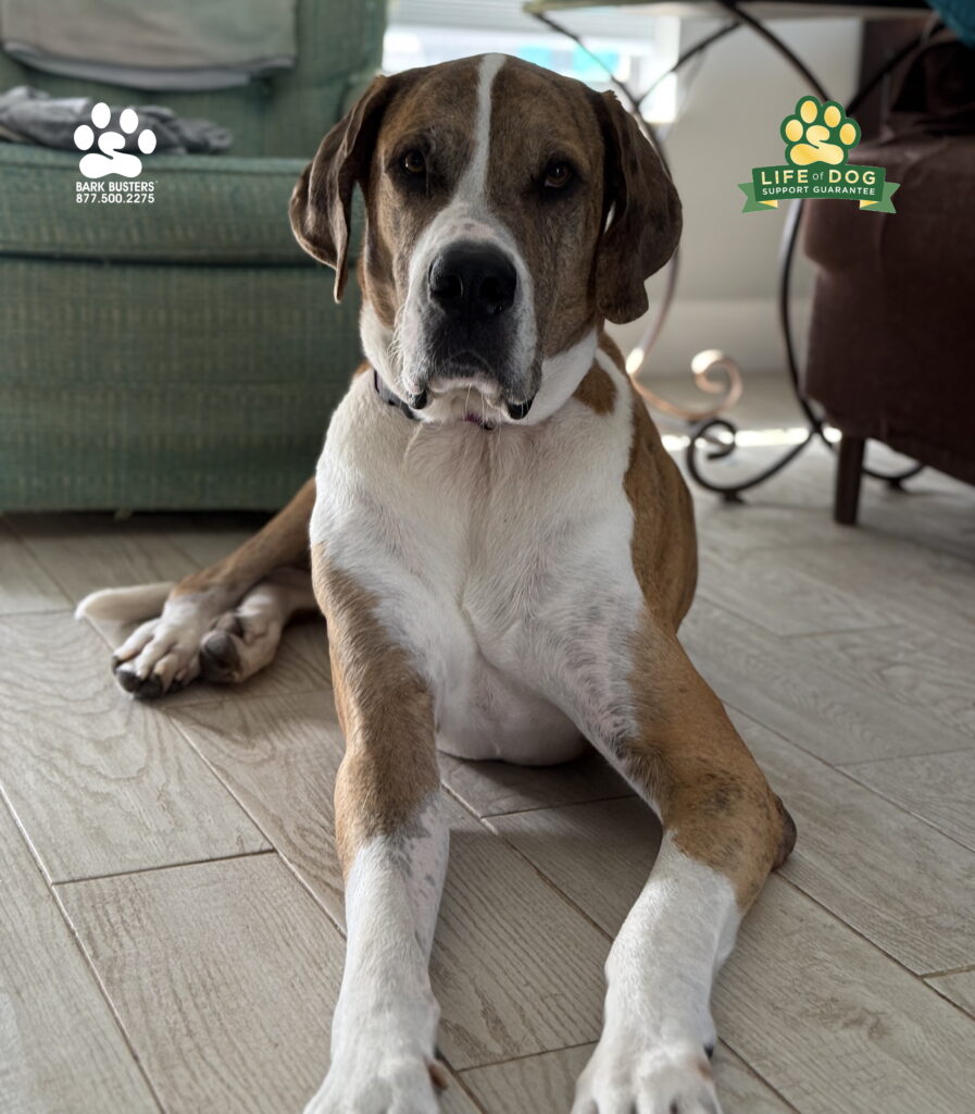 Quigley is a #greatdane #marshmallow mix. What a wonderful pup, but he needed to calm down a bit to avoid knocking his mom over and the sofa too! Tremendous progress at our lesson! #dogtrainer #dogtraining #fortmyers #capecoral #fortmyersk9 #speakdogchangeyourlife #liveahappierlifetogetherwithyourdog swflk9.com