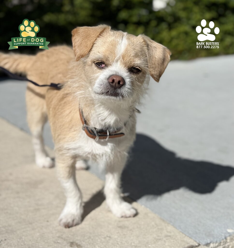 Riley, a #shihtzumix, retired from guard duty today. We wish him a wonderful and relaxing retirement! #noprong #nochoke #noshock #dogtrainer #dogtraining #dogtrainernearme #dogtrainersnearme #fortmyers #capecoral #fortmyersk9 #speakdogchangeyourlife #liveahappierlifetogetherwithyourdog swflk9.com