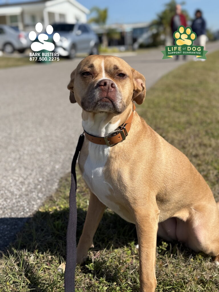 #dogtrainer #dogtraining #fortmyers #capecoral #fortmyersk9 #speakdogchangeyourelife #liveahappierlifetogetherwithyourdog swflk9.com barkbusters.com/dog-training/fortmyers/