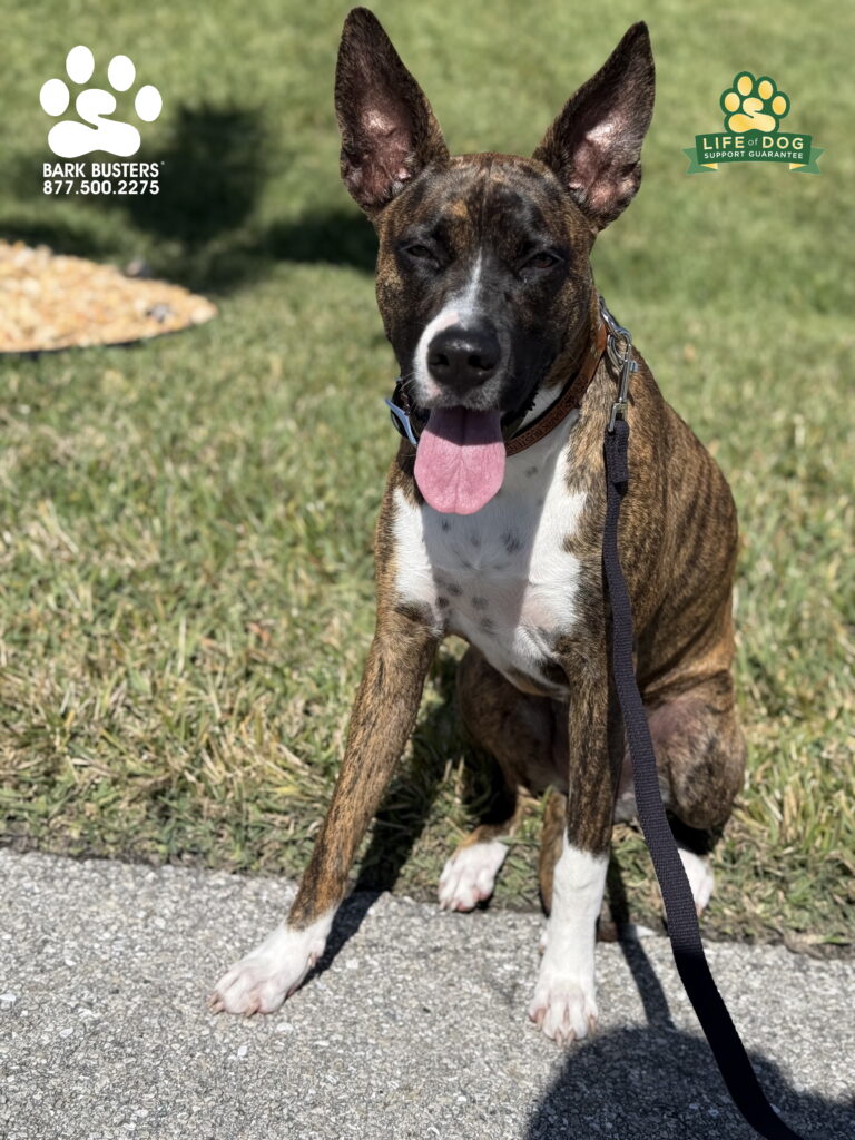 #dogtrainer #dogtraining #fortmyers #capecoral #fortmyersk9 #speakdogchangeyourelife #liveahappierlifetogetherwithyourdog swflk9.com barkbusters.com/dog-training/fortmyers/