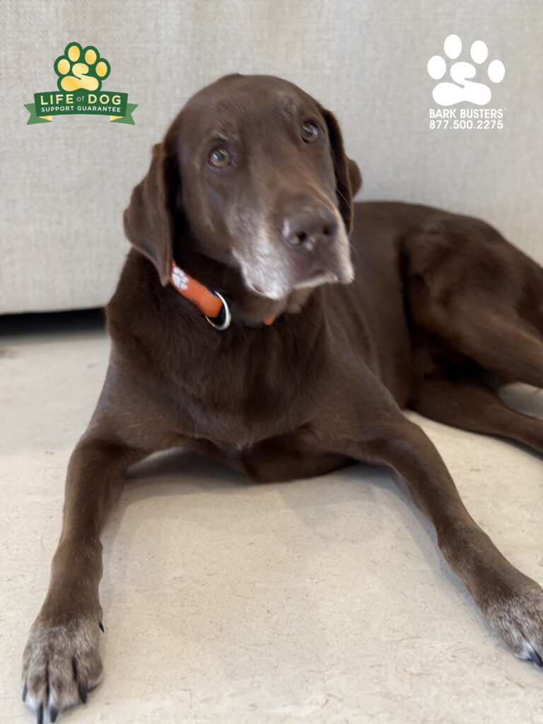 #labrador #souhtpark #dogtrainer #dogtraining #fortmyers #capecoral #fortyersk9