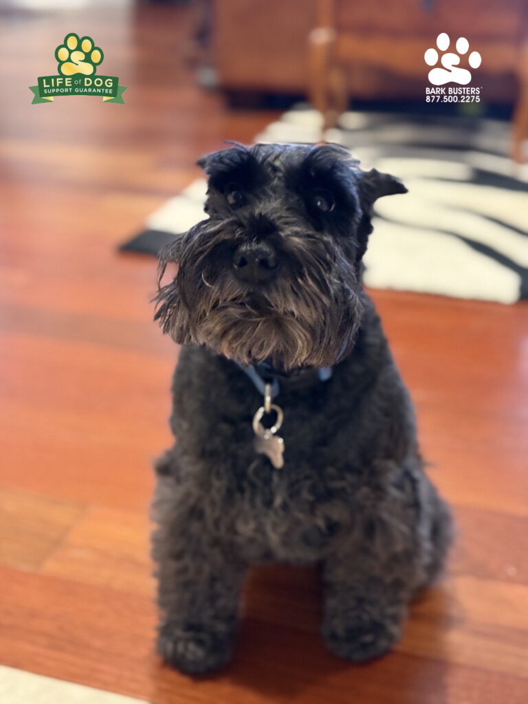 Zoe like many #miniatureschnauzer enjoys a good bark. Even a bad bark, Okay, she loves barking at the front door and when taking golf cart rides. On the other hand, her mom likes calm and quiet and agrees with CW Fields. Amazing transformation in ONE LESSON. #noprong #nochoke #noshock #dogtrainer #dogtraining #dogtrainernearme #dogtrainersnearme #fortmyers #capecoral #fortmyersk9 #speakdogchangeyourlife #liveahappierlifetogetherwithyourdog swflk9.com