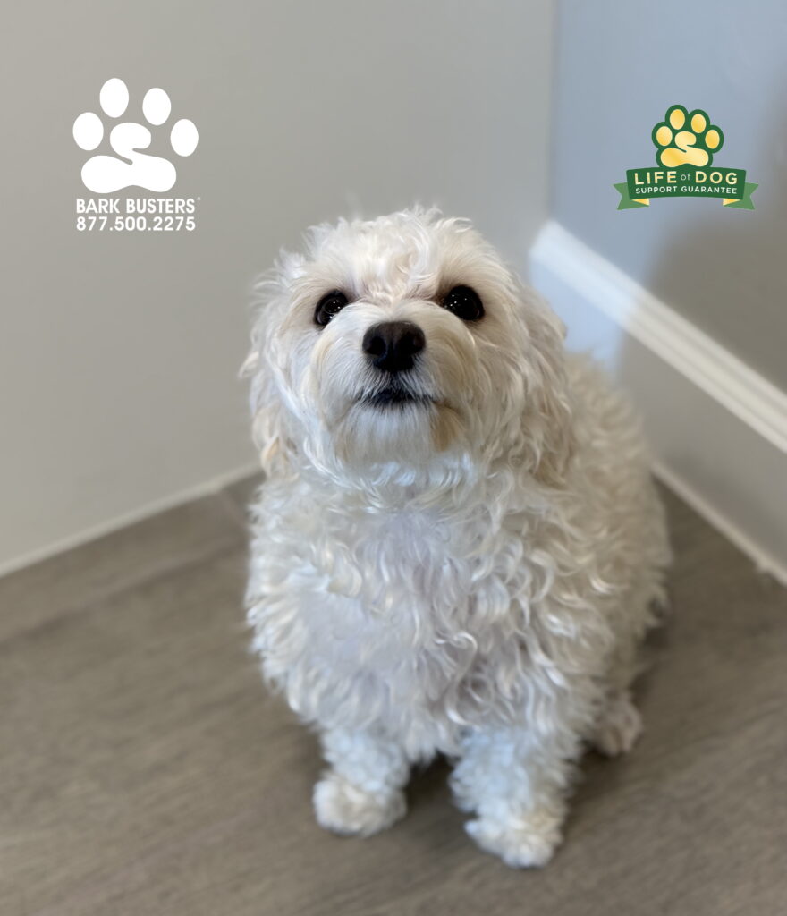 Bella #maltese like many of her brothers and sisters enjoys a good bark and barking at anything and everything. Who you gonna call? Bark Busters! We solved that and other adrenaline triggered issues in minutes! #dogtrainer #dogtraining #fortmyers #capecoral #fortmyersk9 #speakdogchangeyourelife #liveahappierlifetogetherwithyourdog swflk9.com barkbusters.com/dog-training/fortmyers/