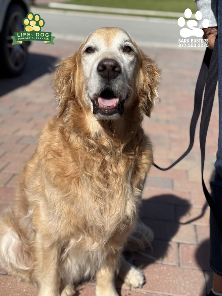 Duke DUNKED on his poor leash manners for brand new ones. You can teach old dogs new tricks. #goldenretriever #dogtrainer #dogtraining #fortmyers #capecoral #fortmyersk9 #speakdogchangeyourelife #liveahappierlifetogetherwithyourdog swflk9.com barkbusters.com/dog-training/fortmyers/