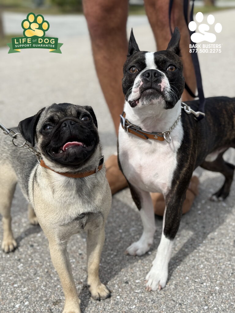 Kiwi & Louie learning to be calm inside the home and outside on walks. #pug #bostonterrier #dogtrainer #dogtraining #fortmyers #capecoral #fortmyersk9 #speakdogchangeyourelife #liveahappierlifetogetherwithyourdog swflk9.com barkbusters.com/dog-training/fortmyers/