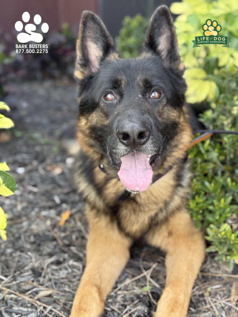 Milo had a great lesson today learning to be calm inside the home greeting guests and walking on a loose leash! #germanshepherd #dogtrainer #dogtraining #fortmyers #capecoral #fortmyersk9 #speakdogchangeyourelife #liveahappierlifetogetherwithyourdog swflk9.com barkbusters.com/dog-training/fortmyers/