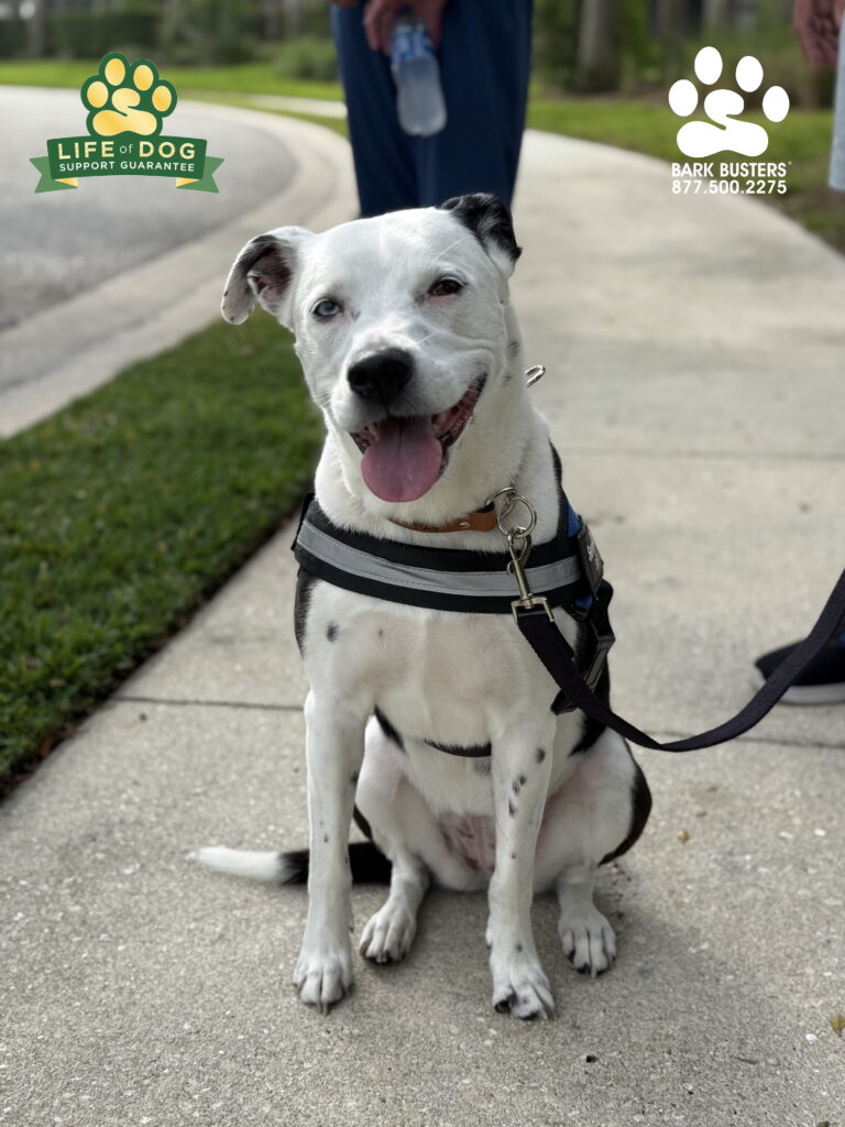 Brooklyn a #bostonterriermix #pibblemix learned to not bark at guests or "the pool guy." Also to walk calmly and not lunge on the leash. CALL TODAY and be thrilled with your dog’s behavior tomorrow! 877.500.2275 #dogtrainer #dogtraining #fortmyers #capecoral #fortmyersk9 #speakdogchangeyourelife #liveahappierlifetogetherwithyourdog swflk9.com barkbusters.com/dog-training/fortmyers/