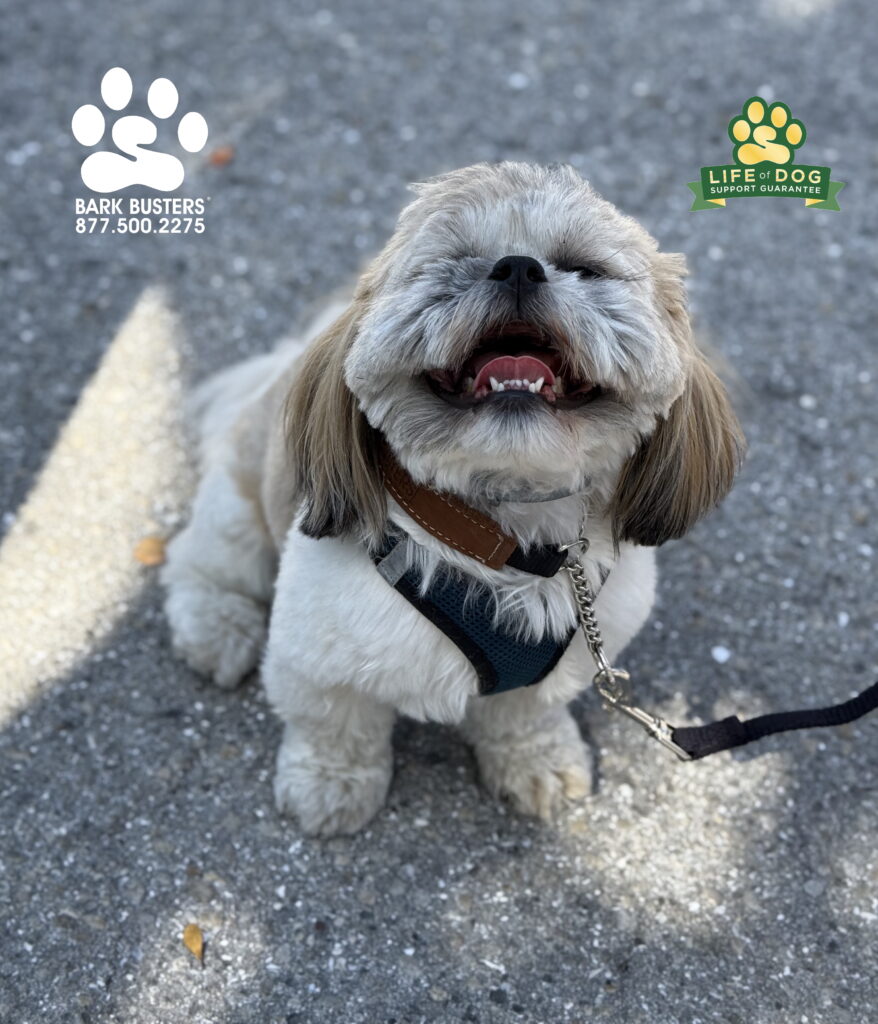 Buddy the #shihtzu neeeded help being calm when people came to visit and walking on a loose leash. His mom's smile was bigger! Buddy and his mom and THRILLED with the results in just ONE, 2-hour lesson. CALL TODAY and be thrilled with your dog’s behavior tomorrow! 877.500.2275 #dogtrainer #dogtraining #fortmyers #capecoral #fortmyersk9 #speakdogchangeyourelife #liveahappierlifetogetherwithyourdog swflk9.com barkbusters.com/dog-training/fortmyers/