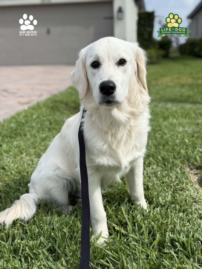 Cooper is a 7-month-old #labradorretriever who needed help learning to be more confident when visitors came over and to not pull on the leash. SAY LESS! Call Bark Busters Home Dog Training. 877.500.2275. #dogtrainer #dogtraining #fortmyers #capecoral #fortmyersk9 #speakdogchangeyourelife #liveahappierlifetogetherwithyourdog swflk9.com barkbusters.com/dog-training/fortmyers/