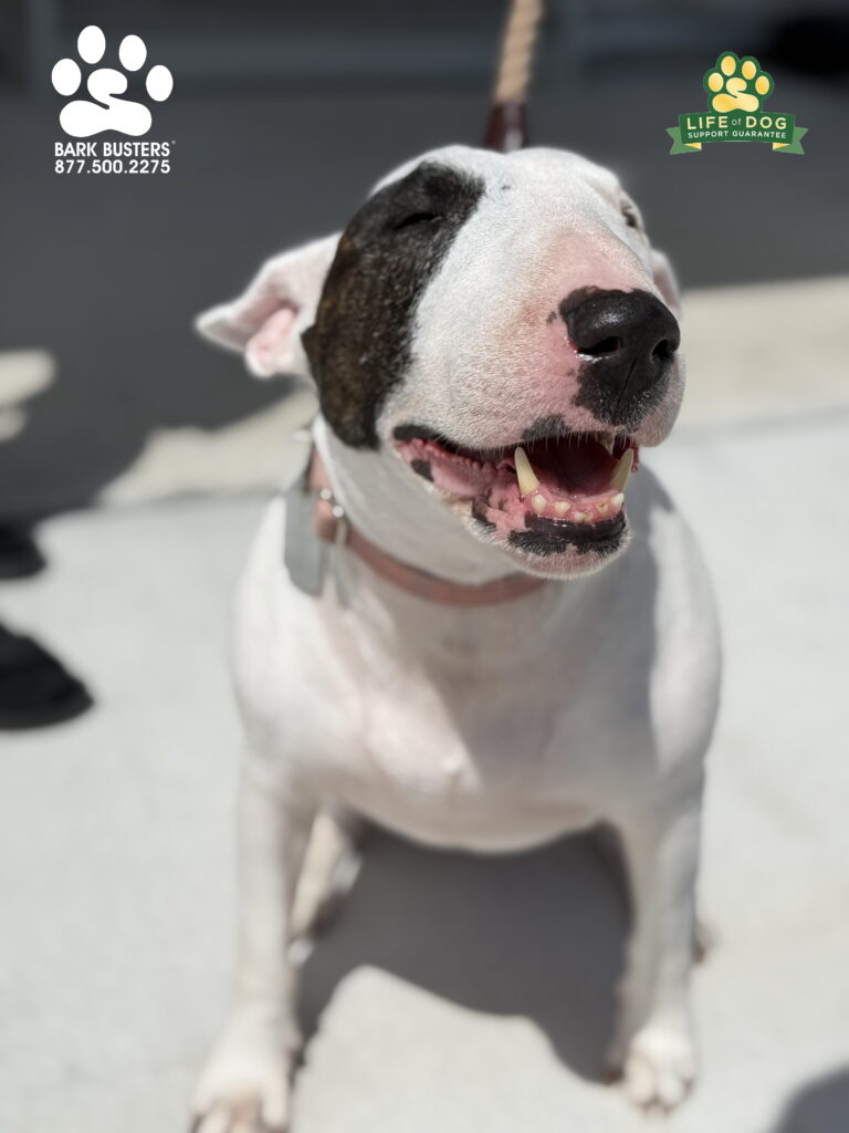 Eli the #englishbullterrier needed a tune up after a few years so her Mom called #barkbusters and took advantage of our LIFE OF DOG GUARANTEE OF SUPPORT. We came back out and sorted evertying out again. Eli is walking even better on leash and greeting people people and seeing other dogs. CALL TODAY and be thrilled with your dog’s behavior tomorrow! 877.500.2275 #dogtrainer #dogtraining #fortmyers #capecoral #fortmyersk9 #speakdogchangeyourelife #liveahappierlifetogetherwithyourdog swflk9.com barkbusters.com/dog-training/fortmyers/
