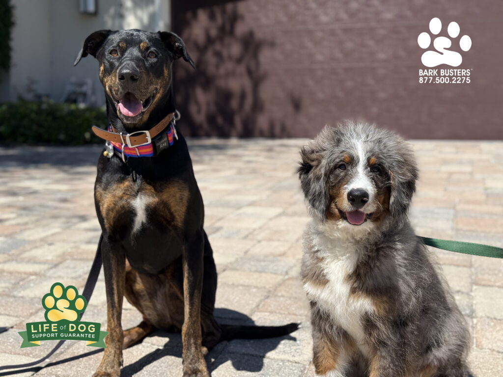 Ivy #dobermanmix and Louis #bernedoodle are learning to walk on a loose leash and properly greet people outside and inside of the home. CALL TODAY and be thrilled with your dog’s behavior tomorrow! 877.500.2275 #dogtrainer #dogtraining #fortmyers #capecoral #fortmyersk9 #speakdogchangeyourelife #liveahappierlifetogetherwithyourdog swflk9.com barkbusters.com/dog-training/fortmyers/