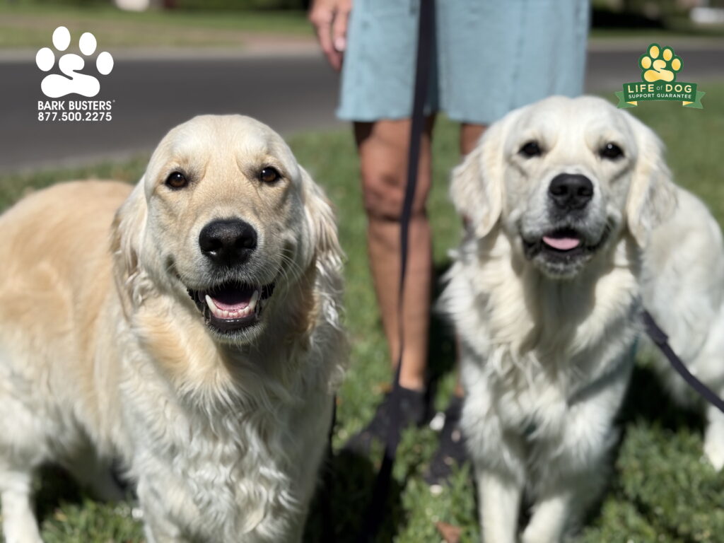 Mack & Levi had a GREAT lesson learning to be calm greeting people who come to the door and are learning to walk on a loose leash. #goldenretriever CALL TODAY and be thrilled with your dog’s behavior tomorrow! 877.500.2275 #dogtrainer #dogtraining #fortmyers #capecoral #fortmyersk9 #speakdogchangeyourelife #liveahappierlifetogetherwithyourdog swflk9.com barkbusters.com/dog-training/fortmyers/
