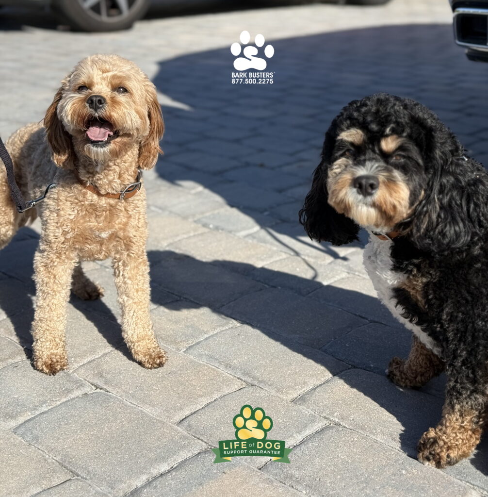 Rosie & Enzo #cavapoo were first trained in Minnesota but with our #lifeofdogguaranteeofsupport continued their training in Florida. CALL TODAY and be thrilled with your dog’s behavior tomorrow! 877.500.2275 #dogtrainer #dogtraining #fortmyers #capecoral #fortmyersk9 #speakdogchangeyourelife #liveahappierlifetogetherwithyourdog swflk9.com barkbusters.com/dog-training/fortmyers/