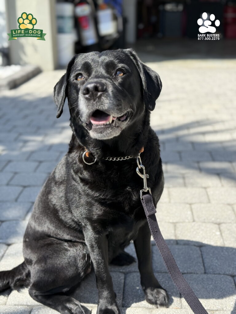 Tilly is a 4-year-old #labradorretriever who needed to learn boundaries inside the home - counter surfing, sandwich stealing - and learn to not lunge on leash. Call Bark Busters Home Dog Training. 877.500.2275. #dogtrainer #dogtraining #fortmyers #capecoral #fortmyersk9 #speakdogchangeyourelife #liveahappierlifetogetherwithyourdog swflk9.com barkbusters.com/dog-training/fortmyers/