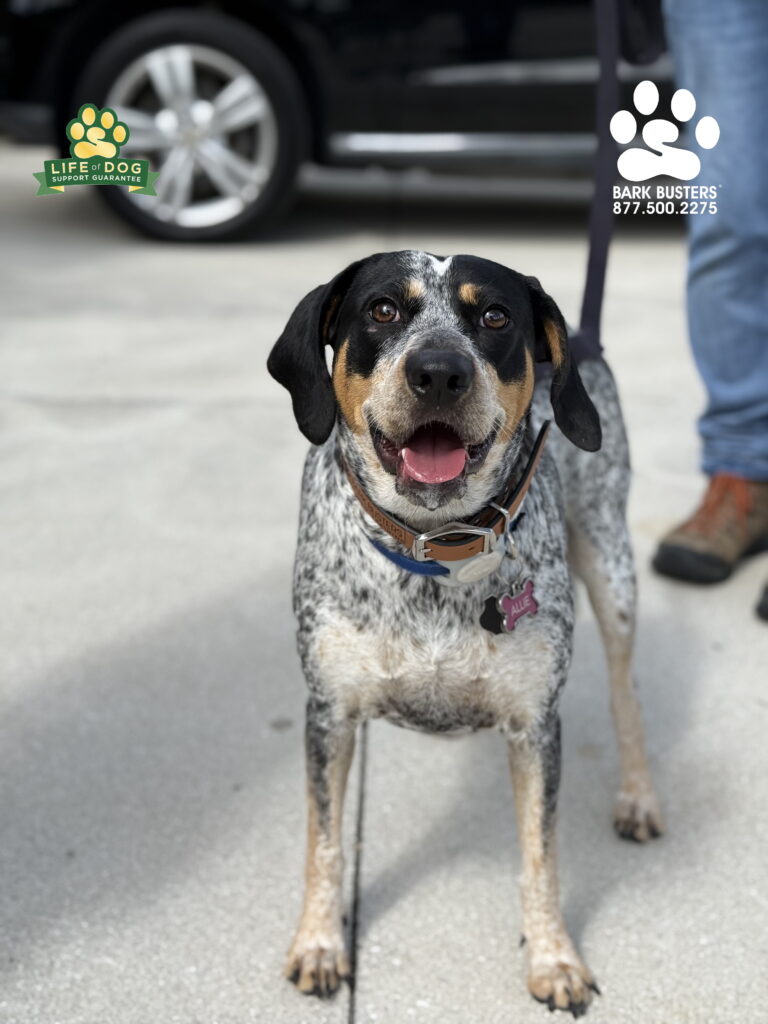#coonhound learns to walk on a loose leash in Fort Myers, FL.