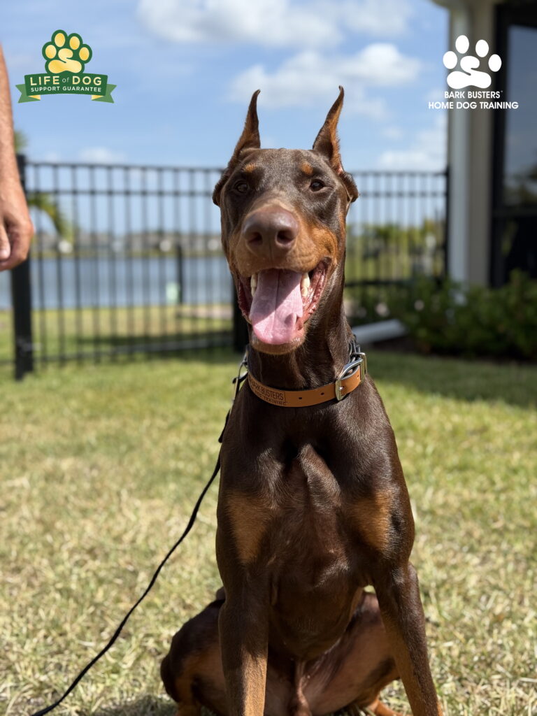 Doberman dog training in Fort Myers working on leash reactivity.