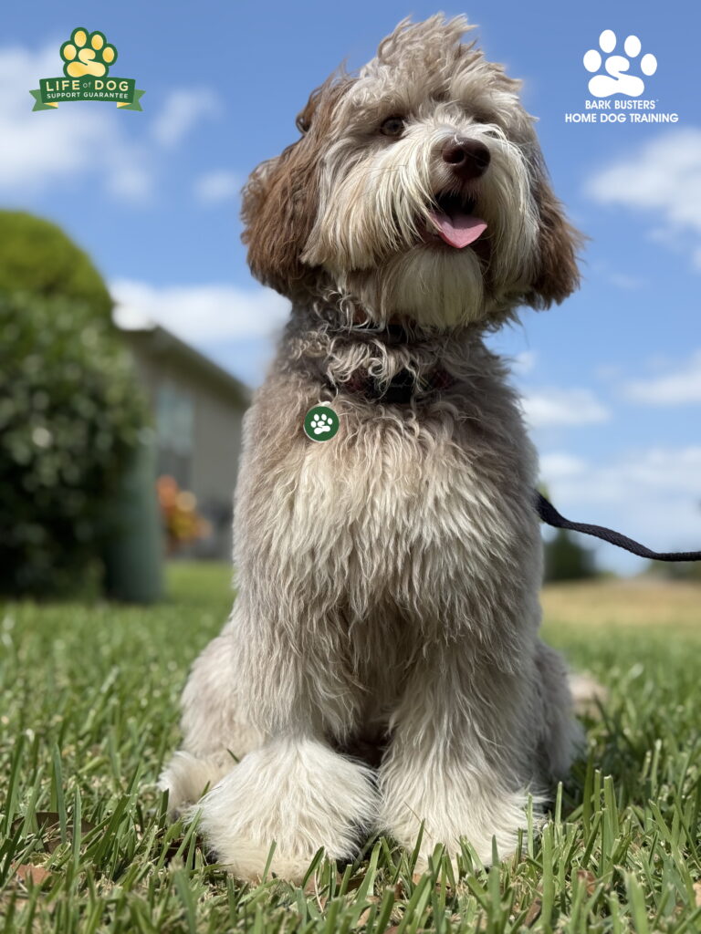 Labradoodle learns leash and house manners in Fort Myers, FL.