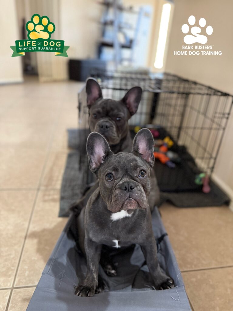 French Bulldogs learning to be calm in Lehigh Acres.