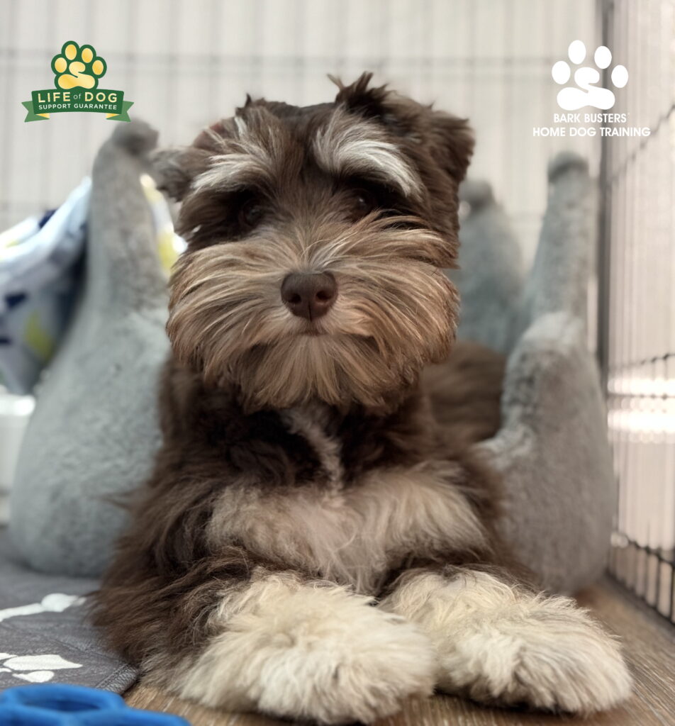 Working on separation anxiety dog training in Fort Myers, Florida.