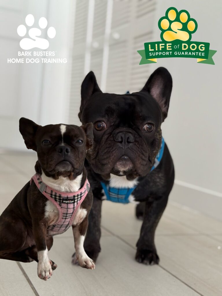 Chloe and Bentley learn to be calm when guests arrive. Dad is thrilled! Fort Myers. #speakdogchangeyourlife