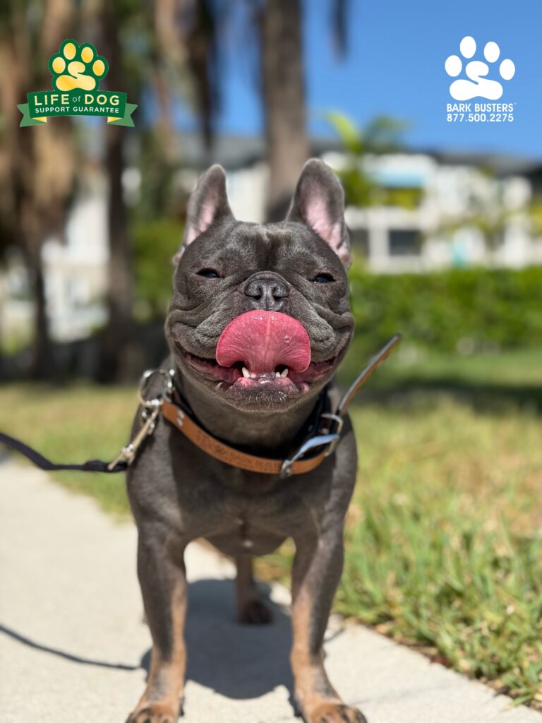 Louis the #frenchbulldog learned how to greet visitors at the front door and walk on a loose leash. #speakdogchangeyourlife