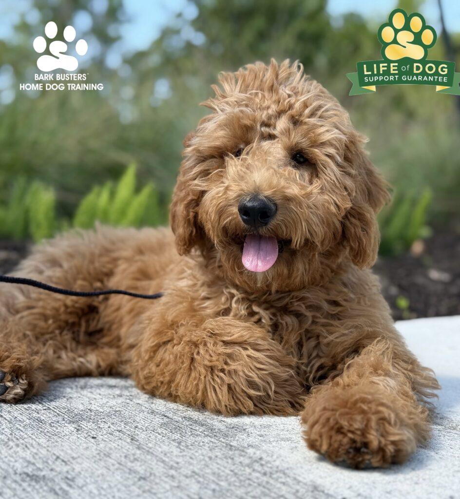 Goldendoodle learns proper leash manners in Fort Myers, FL.